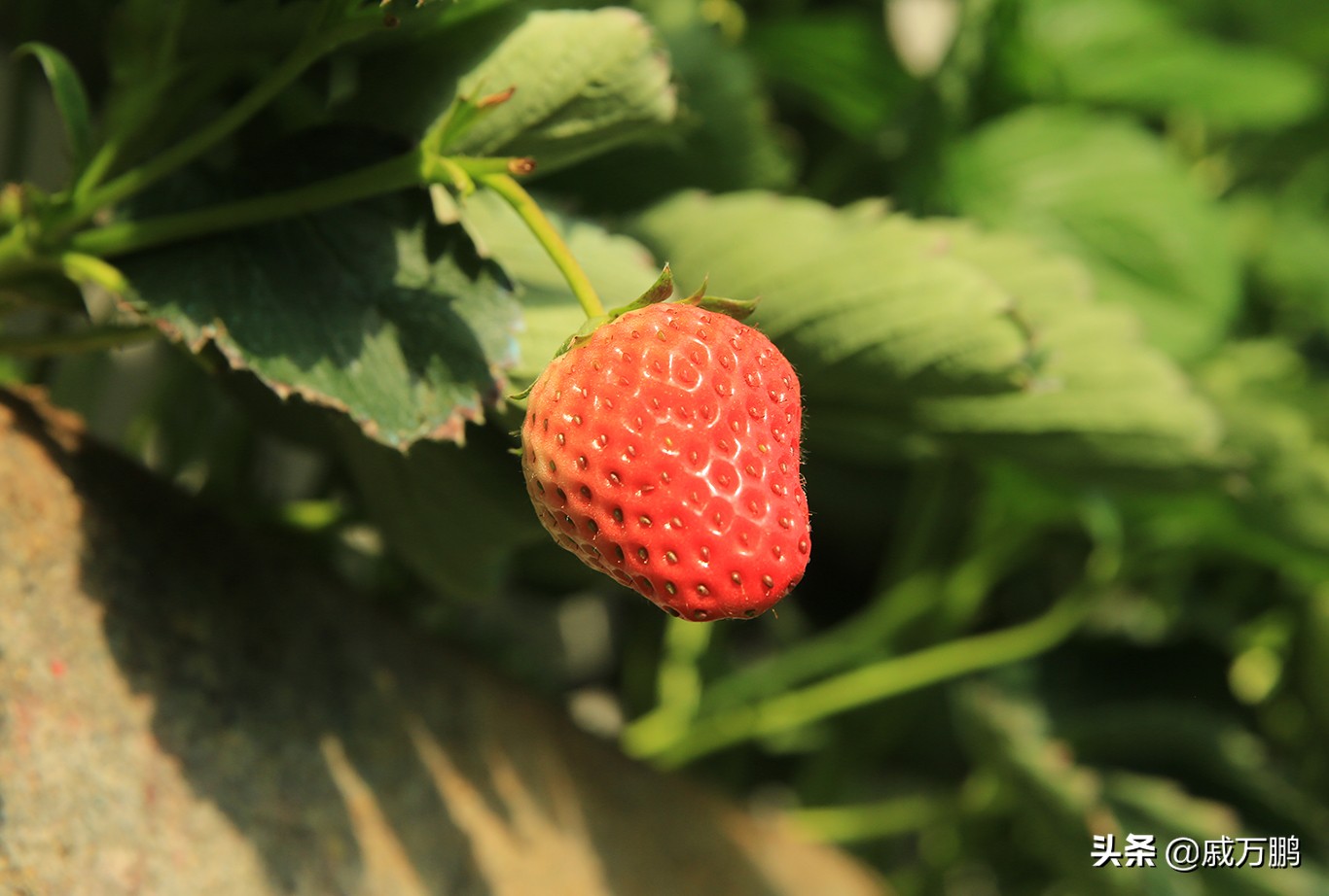 辽宁丹东东港草莓基地联系电话,辽宁丹东东港草莓种植基地