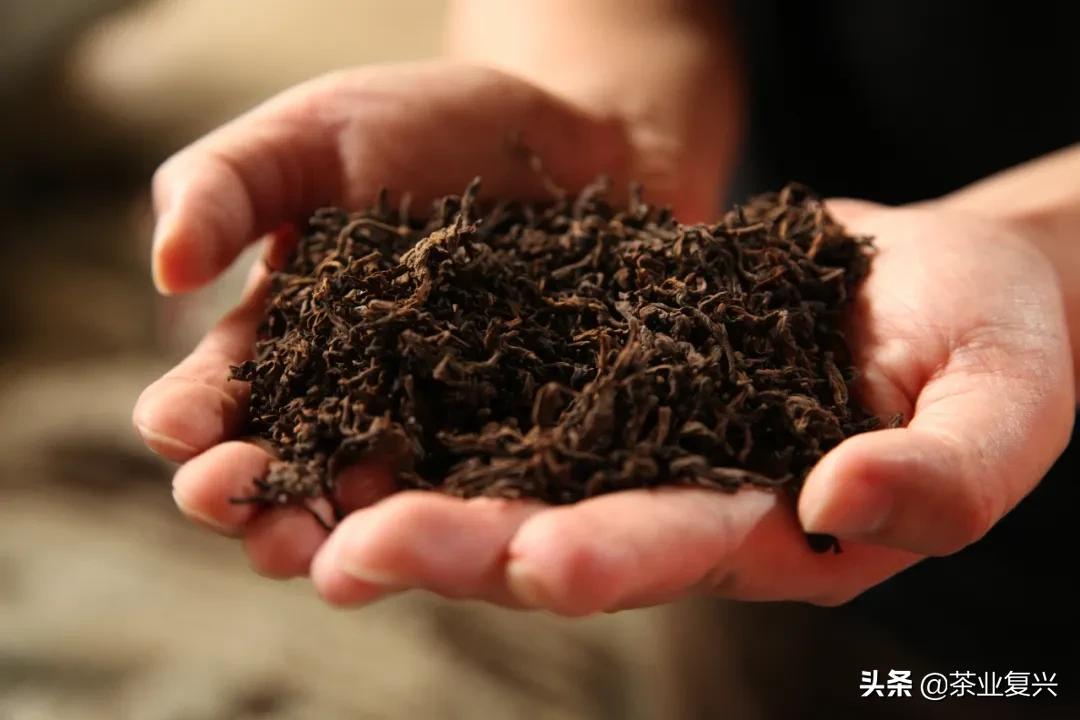 熟茶知识,熟茶的基本知识及讲解