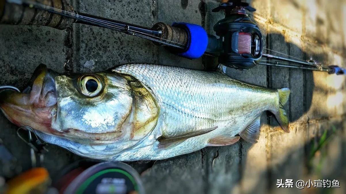 南昌有哪些地方可以路亚钓翘嘴,赣江路亚翘嘴