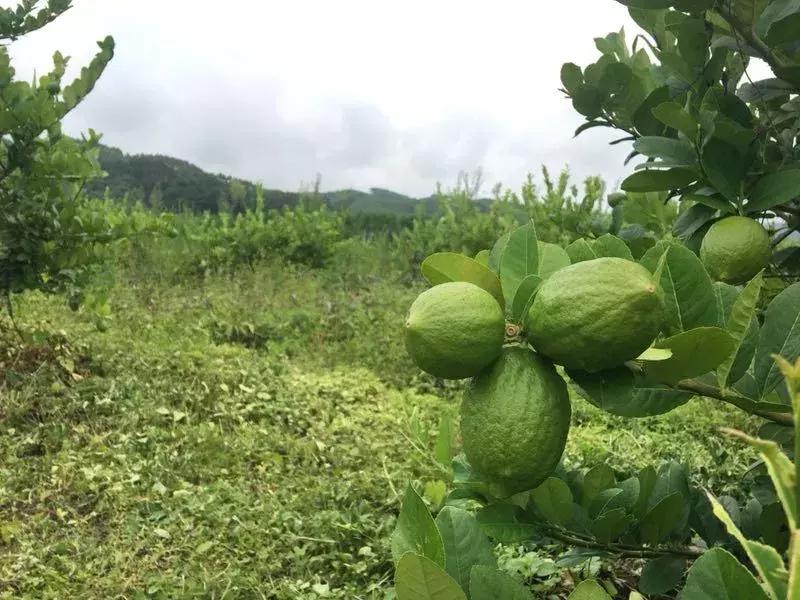 700cc茶饮生意怎么做,700cc茶饮加盟