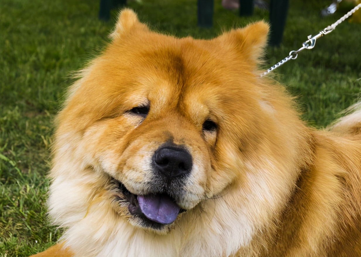 松狮犬的优点与缺点,黑土松狮犬的优点和缺点