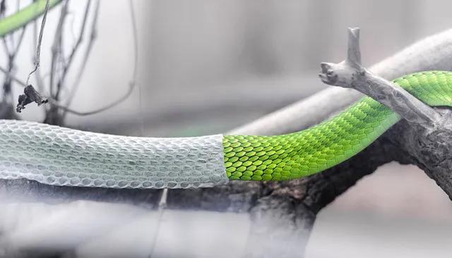 胡黄白柳灰五仙的来历,胡黄灰白柳蟒分别指的是什么