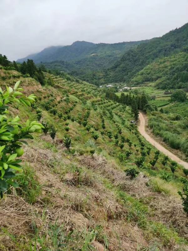 赣南脐橙订购现状,目前赣南脐橙采购价格查询