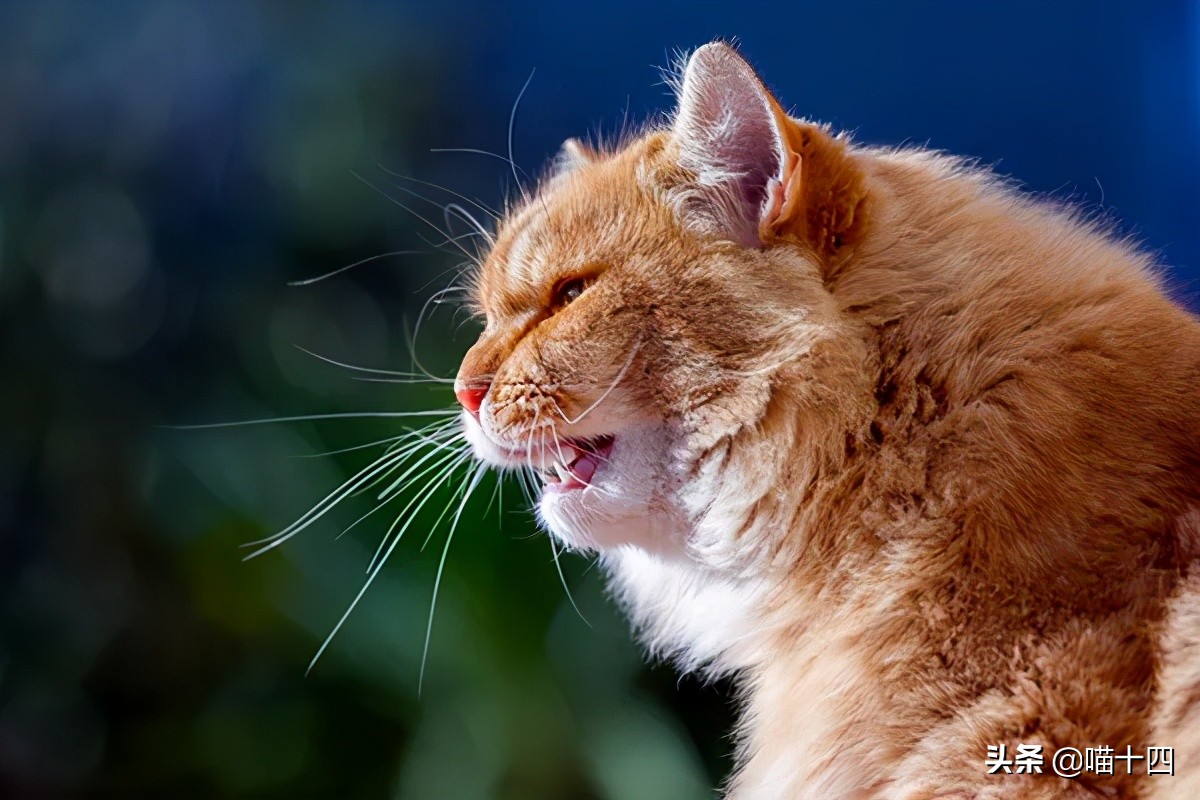 正确解决猫咪便秘的方法,猫咪便秘的症状和治疗方法