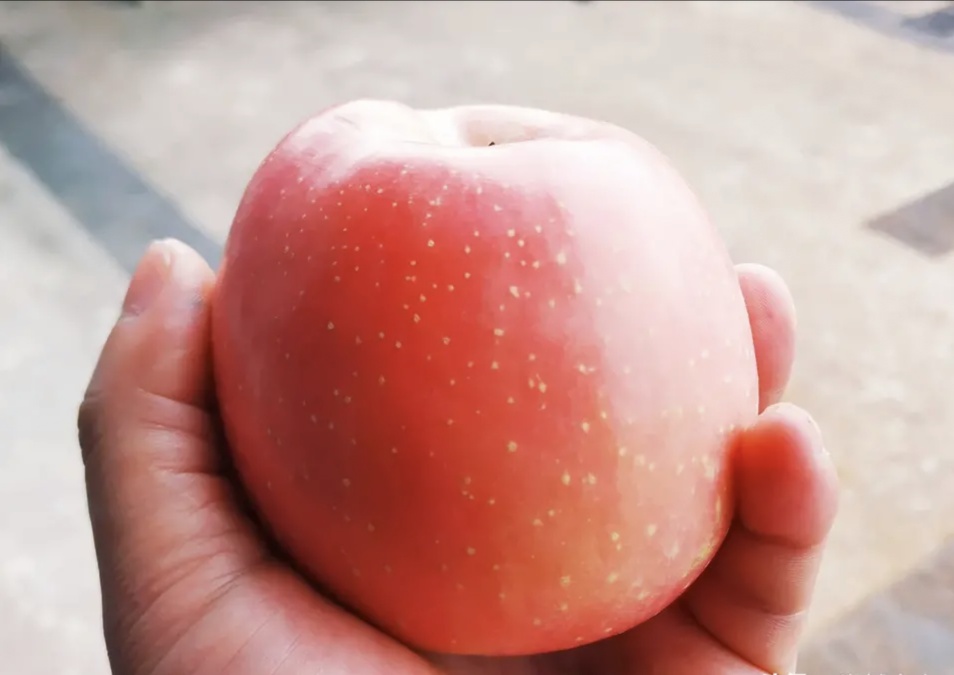 山西红富士苹果，手机微信号:13453922950