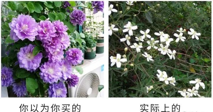 宿迁神苗淘宝,宿迁神苗真假对比