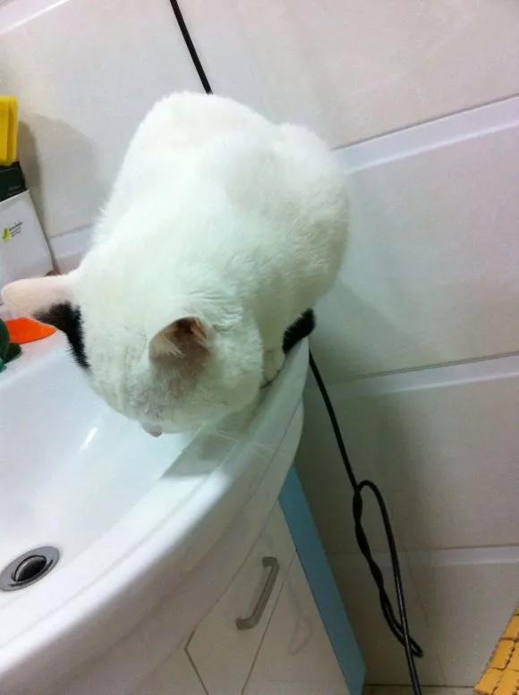 铲屎官最担心猫咪的几件事,爱玩水的猫怎么治