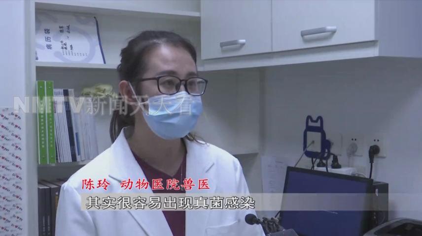 呼和浩特一女子花1500元买了只小猫，几天后孩子身上竟出了红疹？！女子投诉猫舍职能部门介入