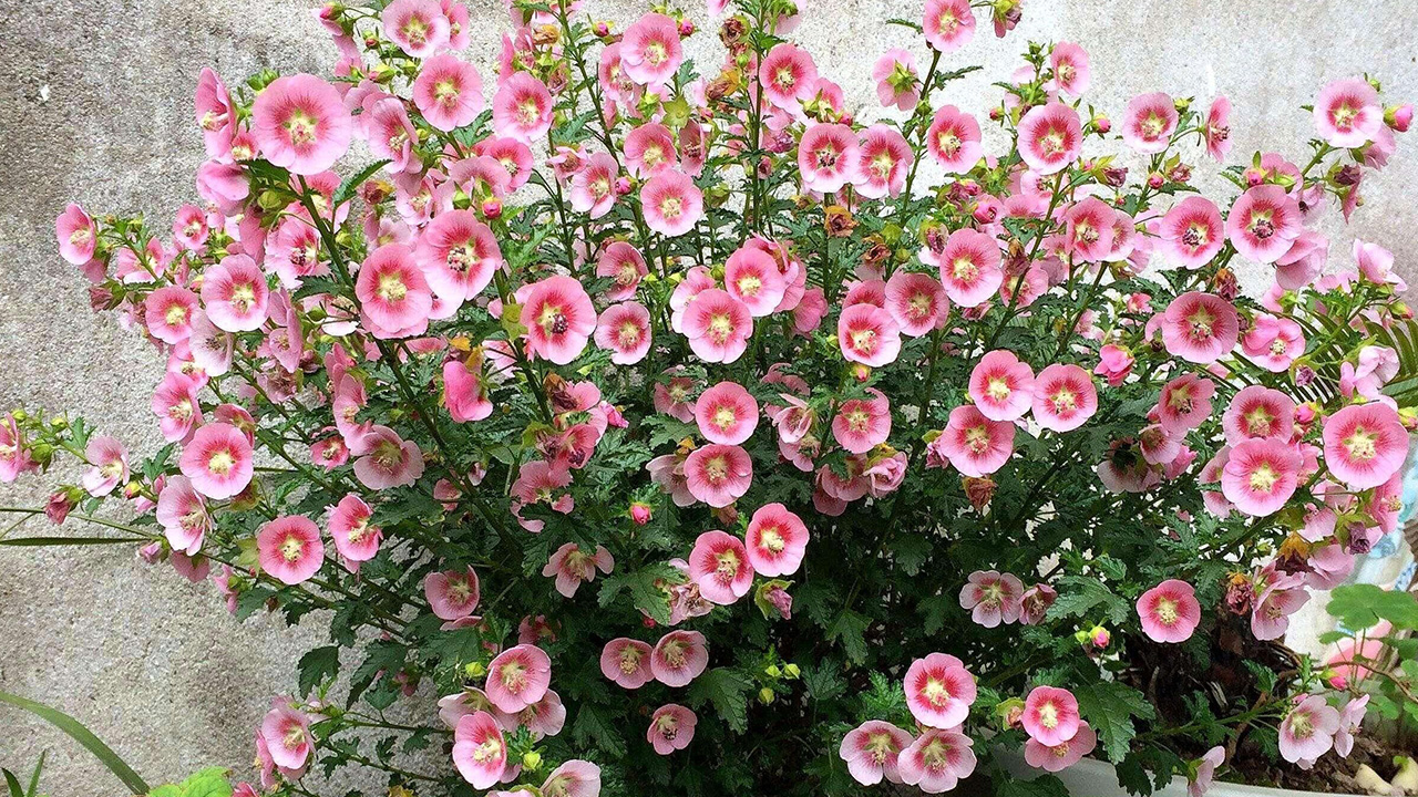 小木槿枯枝黄叶是什么问题,木槿叶子枯枝怎么补救