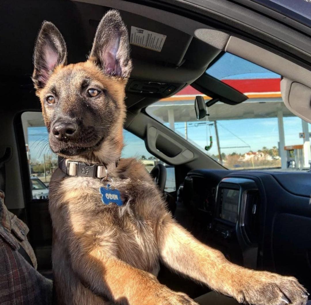 惹人喜爱的萌犬,萌犬