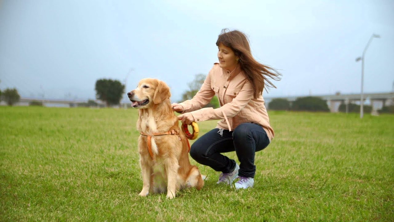 遛狗时狗被什么吸引住不走,遛狗拉不住