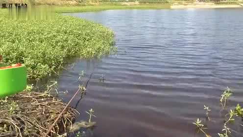 为什么河里水草多钓不到鱼,有水草一定要钓水草边吗