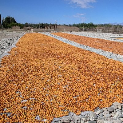 大新疆特产有哪些,从新疆带什么特产给内地朋友