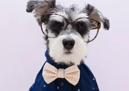 雪纳瑞的各种表现,雪纳瑞要多大才不调皮