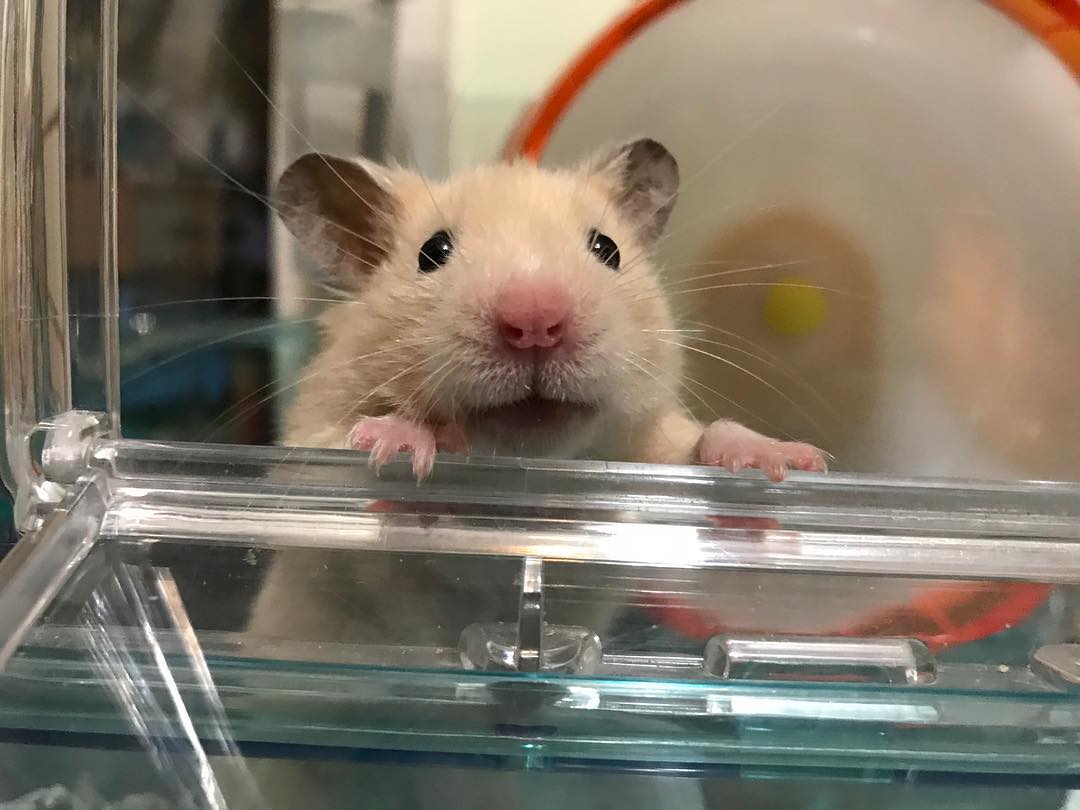 仓鼠老年期注意哪些事项,家养小仓鼠的严重后果