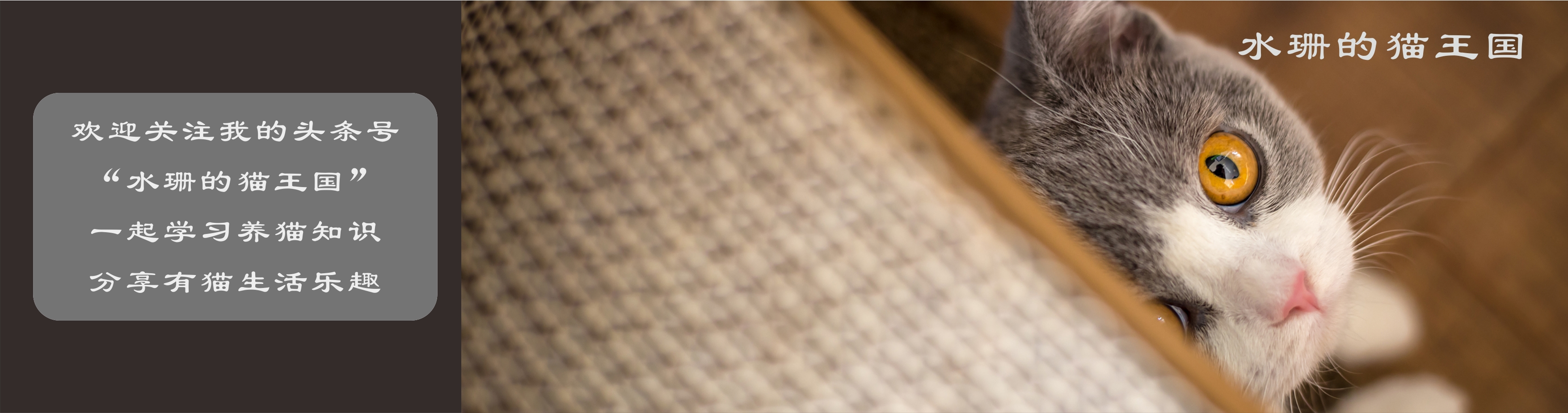 一百种猫咪叫声,十种猫咪的叫唤声音