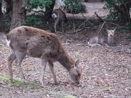 龙虾没人吃,龙虾不吃东西