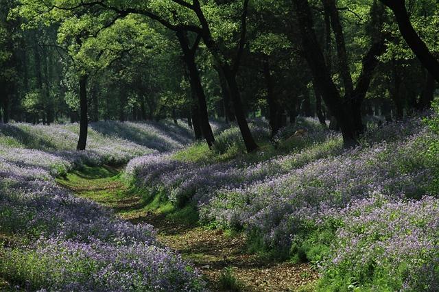 孔林是最大的氏族墓地吗,孔林最大墓葬群