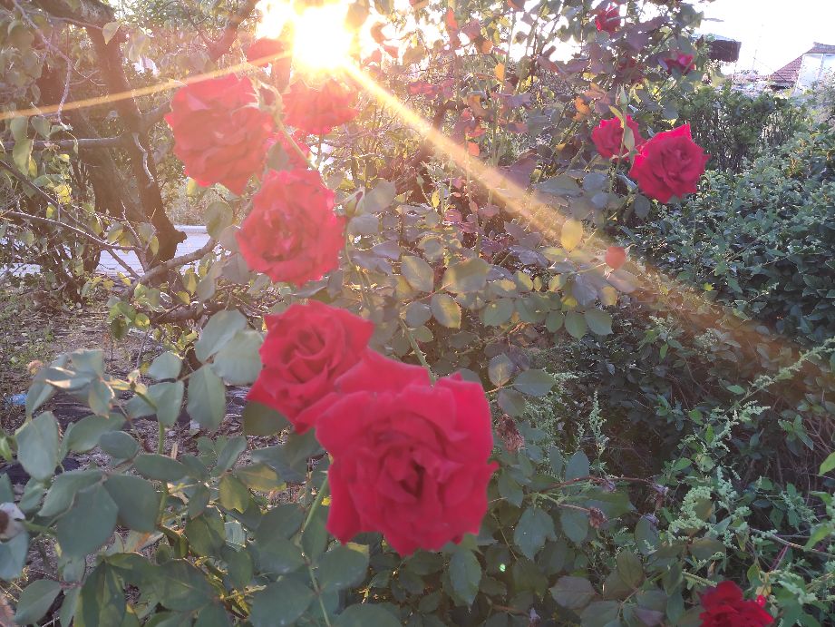 感谢恩师照亮我们的人生路,赞美我的恩师话语