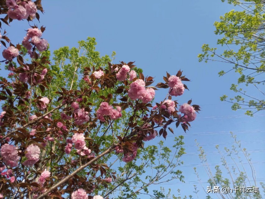 我的家乡商丘夏邑,夏邑又多一处美景有山有水还有花