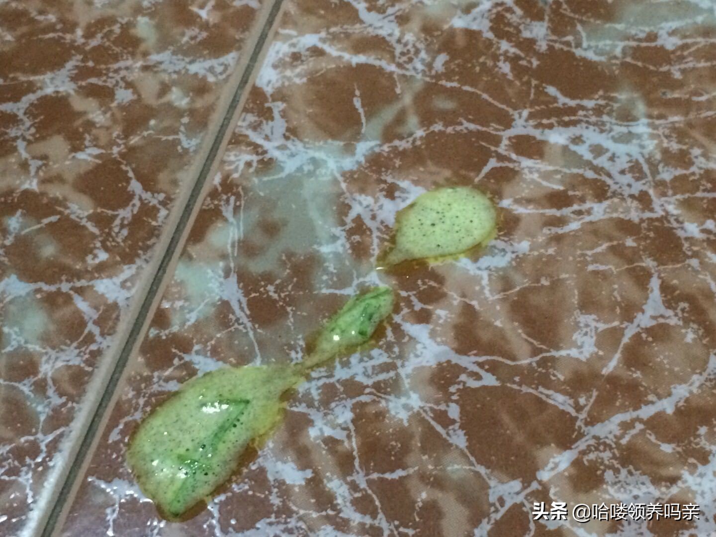 狗狗突然呕吐，背后的真相是什么？发现这几种情况，千万不能忽略