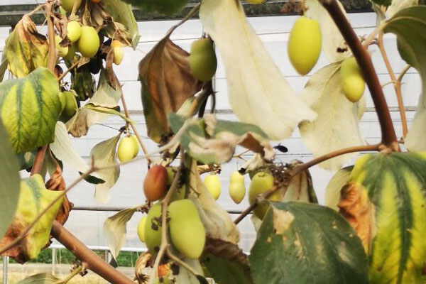 青枣叶片黄点图片,青枣叶片黄化怎么补救