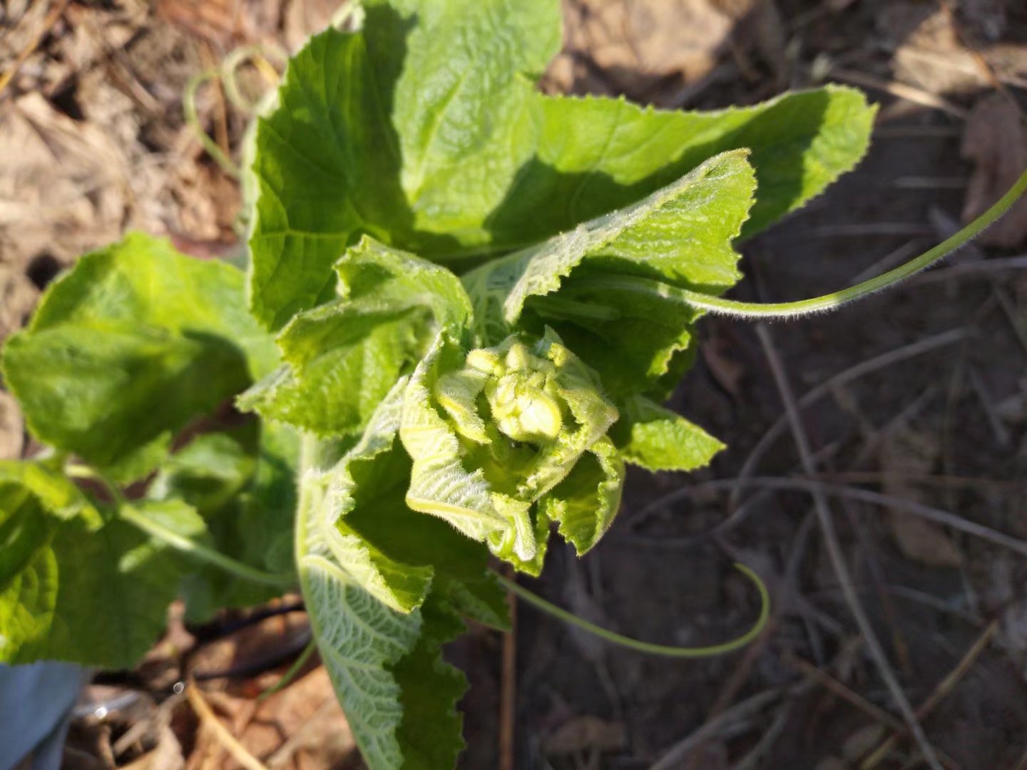 窝料说实话 (实战窝料)