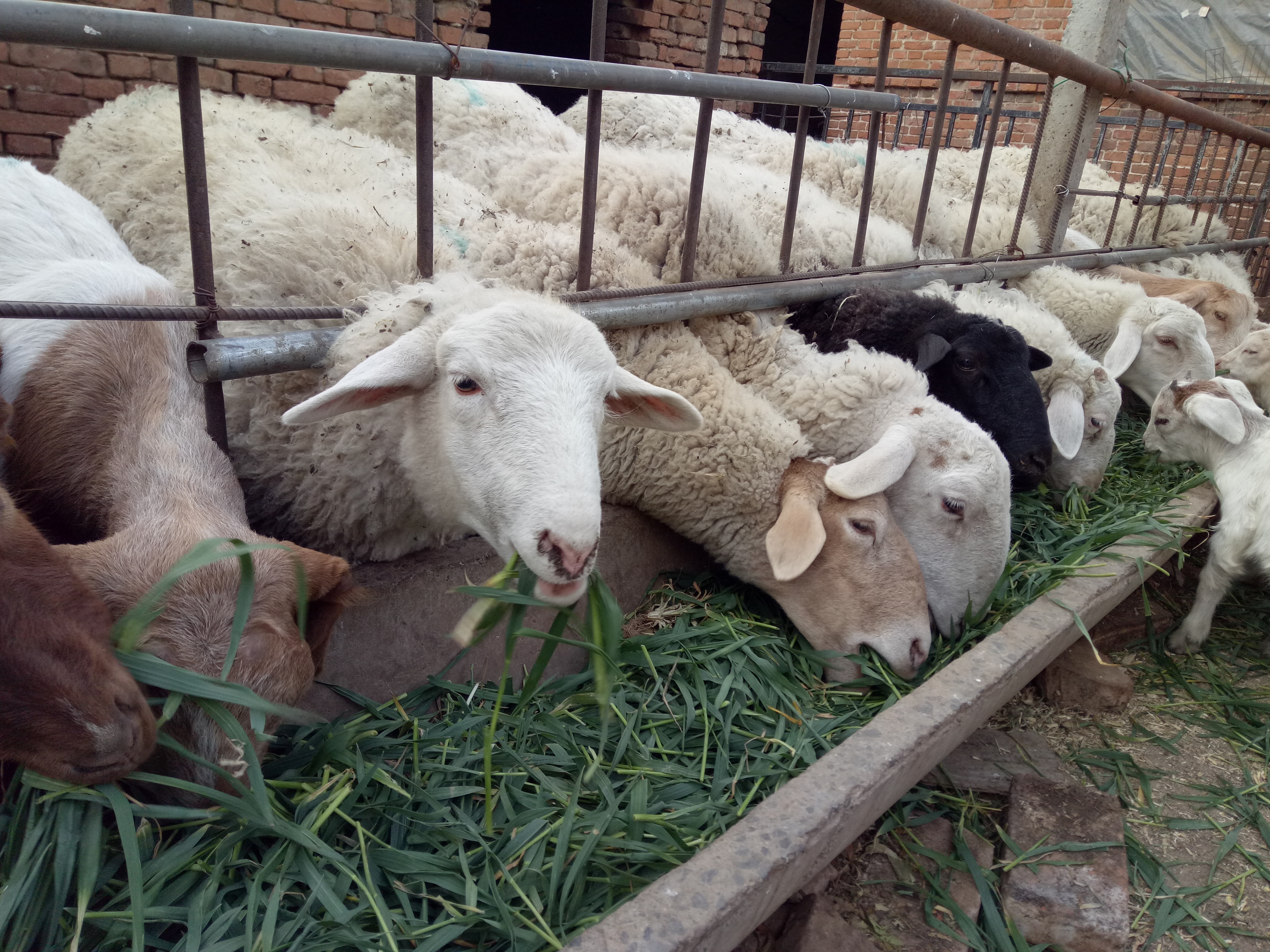 夏天养羊好不好,养羊夏季要注意什么问题