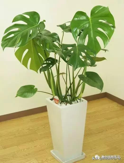 绿萝吊兰怎么去甲醛,这4种花比吊兰绿萝好养