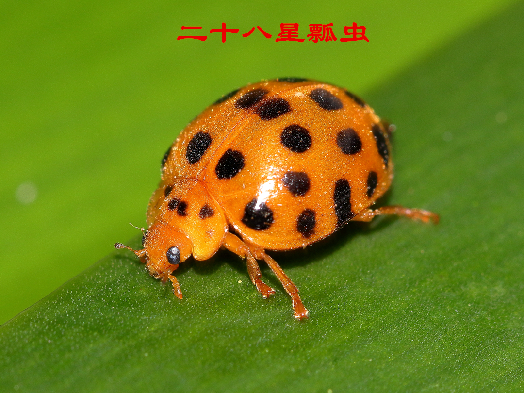 七星瓢虫成虫吃蚜虫,瓢虫幼虫吃蚜虫的过程