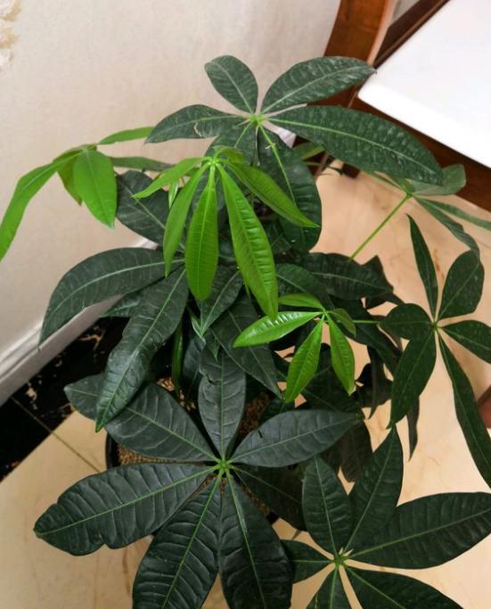 发财树枝干发皱是怎么回事,发财树叶子树干发皱是怎么回事