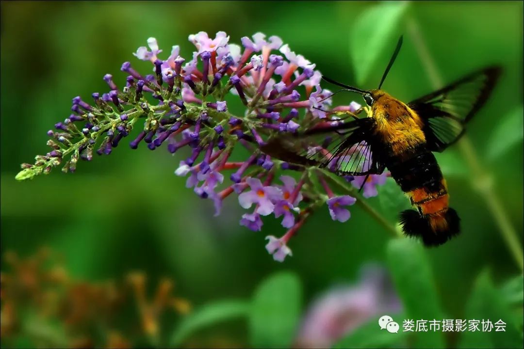 最新风景摄影小品欣赏,娄底景观小品