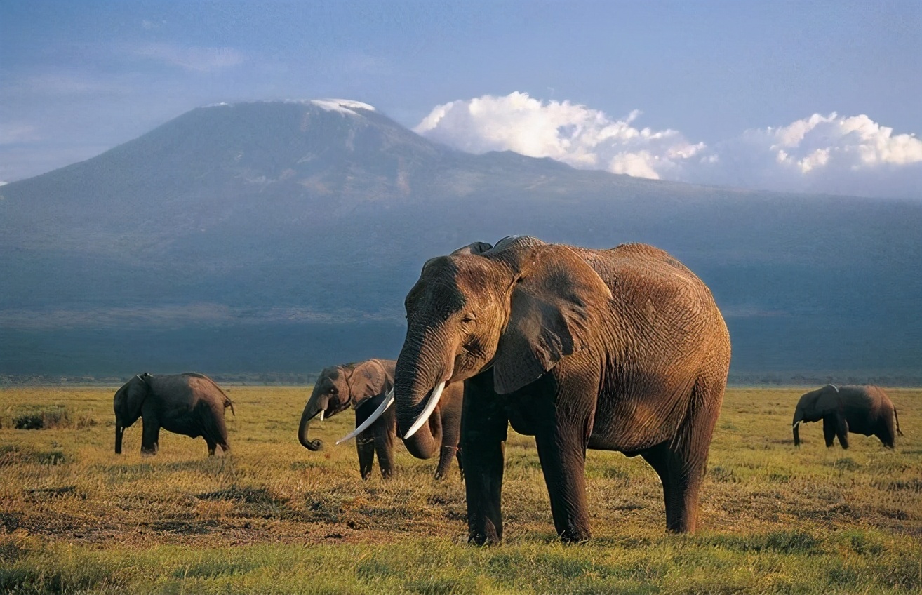 别急先让子弹飞一会儿,外国人评价升仕310m