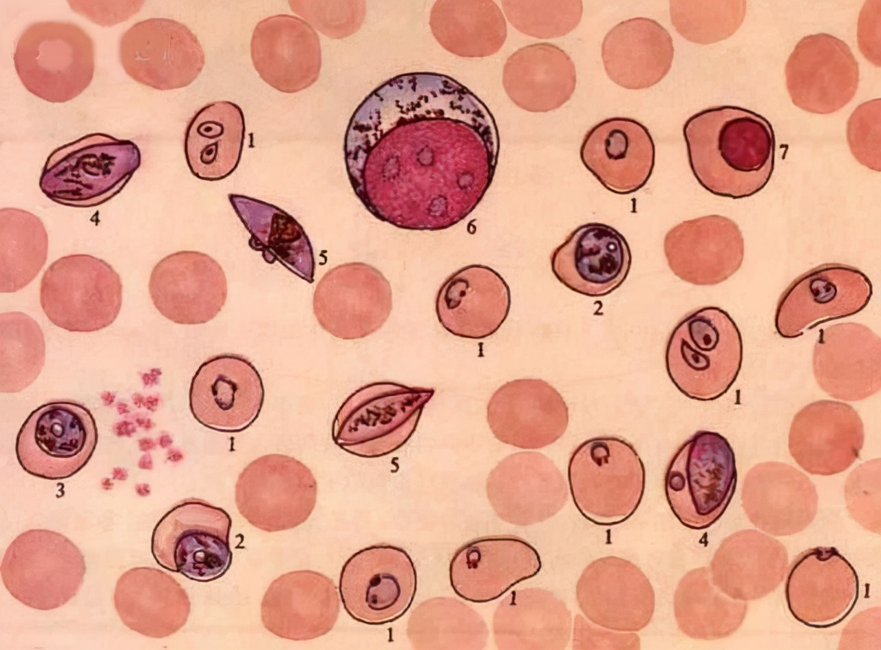 蛇为什么怕鹅主要原因是什么,蛇为什么畏惧大白鹅