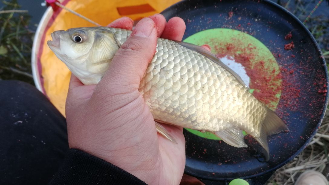 冷空气降温要几天鱼才会开口,冷空气后鱼要多久开口