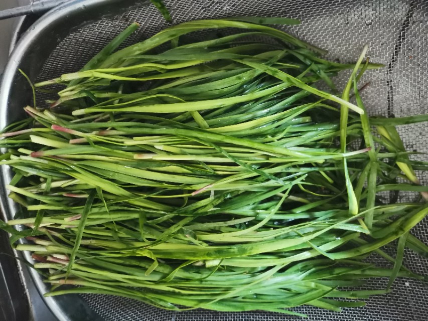 当韭菜邂逅黄豆芽,就变成了“黄鸟钻翠林”,居然是一道家常菜