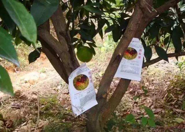 草莓用捕食螨真的能预防红蜘蛛吗,捕食螨和红蜘蛛肉眼怎么区别