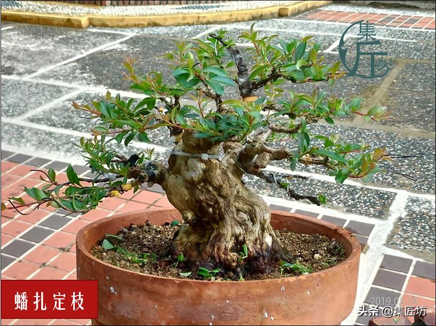 盆景初学入门技巧教程,初学盆景入门基础图解