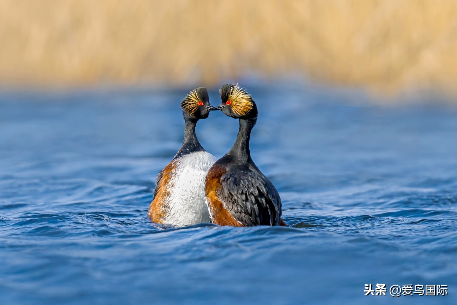 躁动的繁殖季节2021观鸟大年五月精华作品集