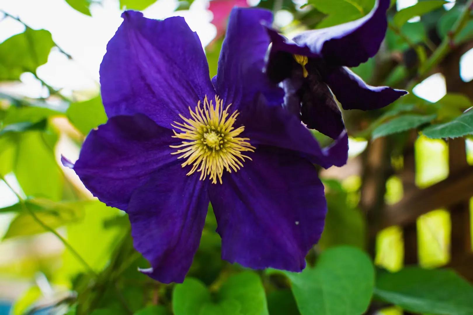 春天的花开得正好拍摄技巧,尼康35-1.8g半画幅人像样片