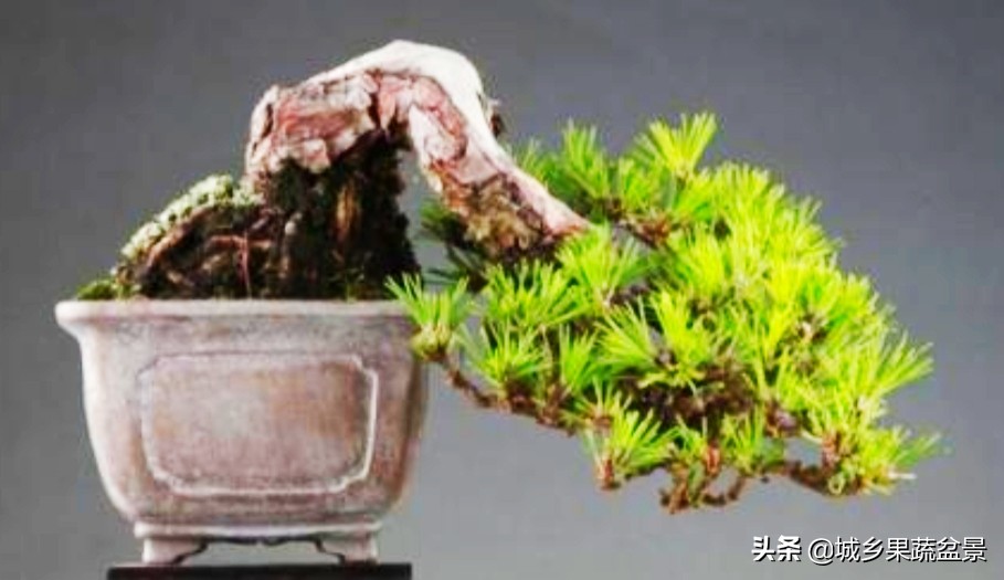 小黑松盆景的造型,黑松盆景各种造型名称及图片