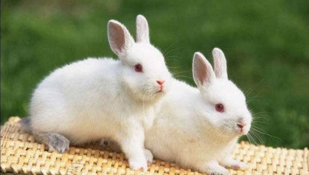 关于小狗和小兔的外貌描写,小狗和小猫的外貌描写