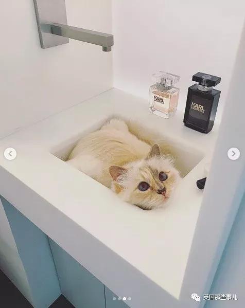 老佛爷的猫继承多少遗产,老佛爷去世后财产留给了一只猫