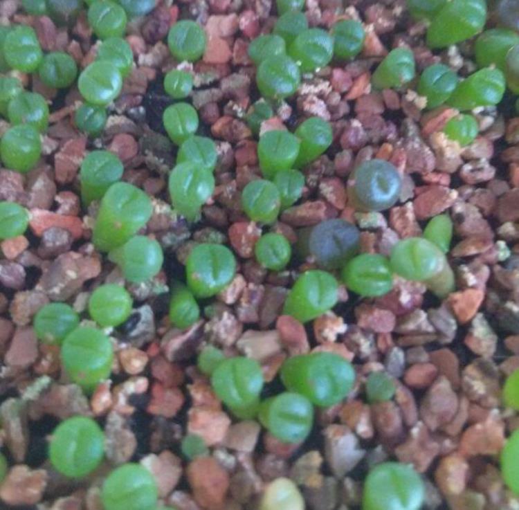 怎么才能把生石花养好,怎么促进生石花开花