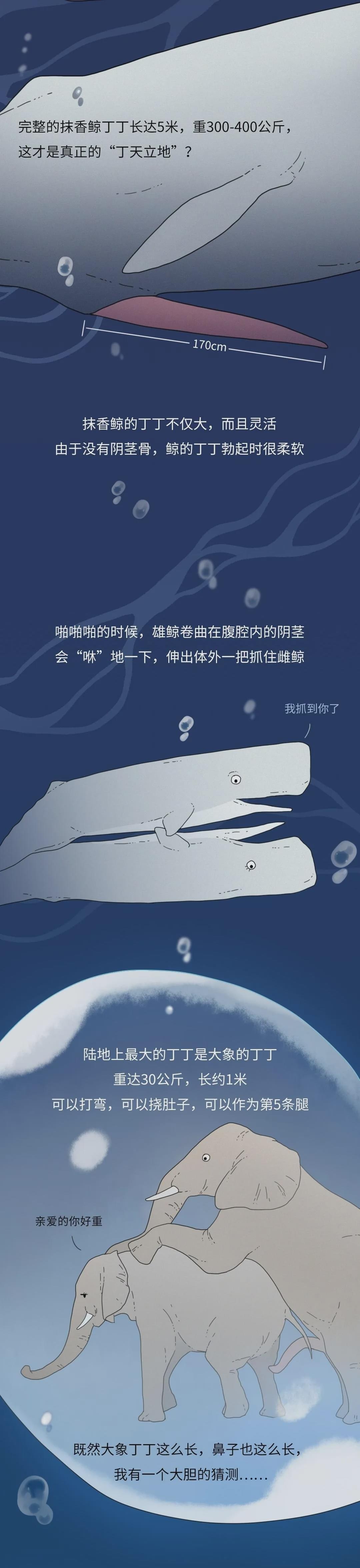 为什么同样是丁丁，差距却这么大？34cm竟然排垫底
