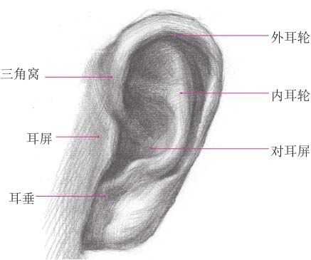 零基础怎样画最简单的素描教程,零基础的素描教程怎么画