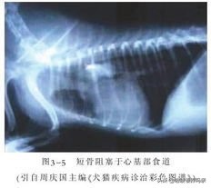 狗狗出现呕吐是什么原因造成的呢,狗狗呕吐的这4个原因