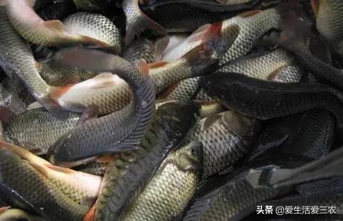 除了畜牧业还有什么业,除了养猪还有什么可以挣钱