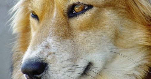 猫咪的胡须能探测多远的距离 (猫咪胡子和狗的胡子有什么区别吗)