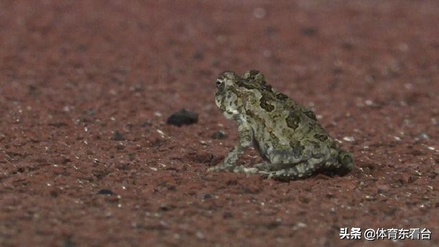 国足对阵菲律宾2:0回放,国足对阵菲律宾2:0精彩片段